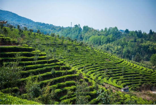 突圍50億無糖茶領(lǐng)域市場(chǎng) “讓茶”要做“專業(yè)的茶” 突圍50億無糖茶領(lǐng)域市場(chǎng) “讓茶”要做“專業(yè)的茶”